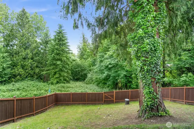 backyard from the ground facing away from the home