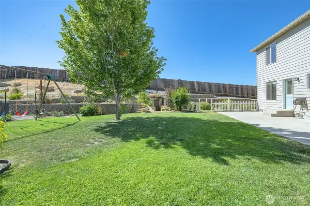 Back Yard