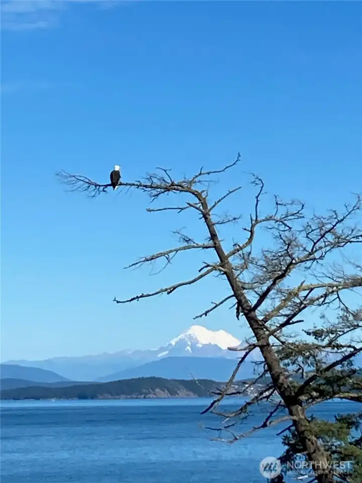 Watch the local eagle each day.