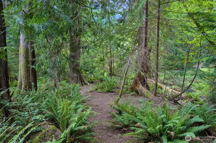 The Little Strawberry Trail takes you for a stroll through a classic PNW backdrop.