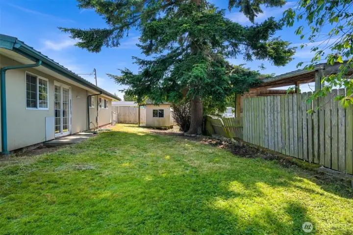 Back yard