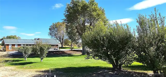 Looking back at house past the orchard. Plenty of room to add more of your favorite fruit trees.
