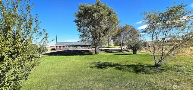 Isn't that expansive lush green lawn beautiful?