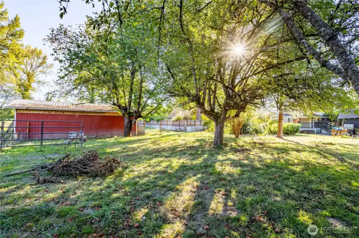 Large, mature fruit trees in spacious shaded yard
