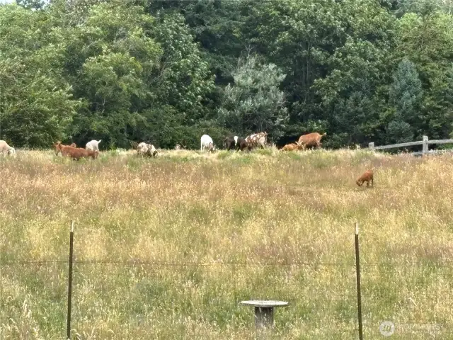 Large fenced pasture currently hosts the neighbor's adorable goats. They can stay or go.