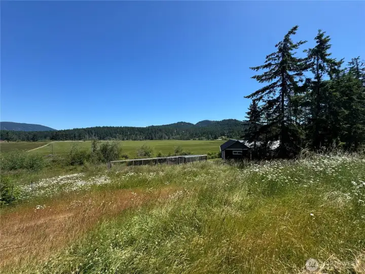 Mid-day sun over the daisies overlooking the north end of the home, looking southeast.