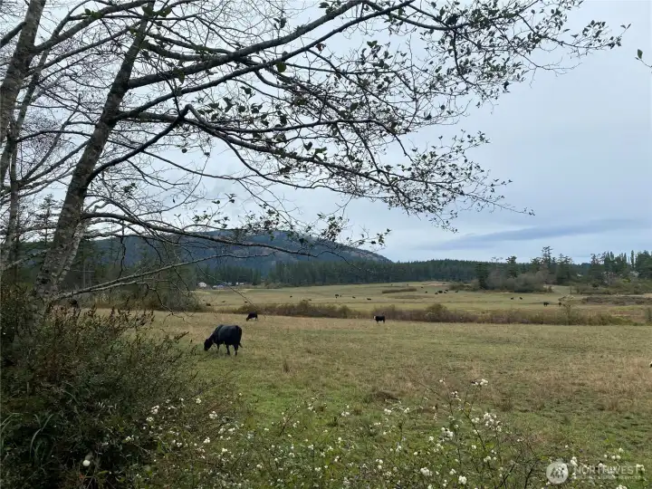 East Crow Valley is alive and thriving, filled with nature. This view is to the northeast, Mount Constitution in background.