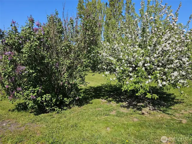 Apple trees with May blooms