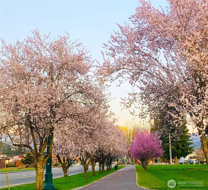 The Foothills Trail into Orting in the Spring
