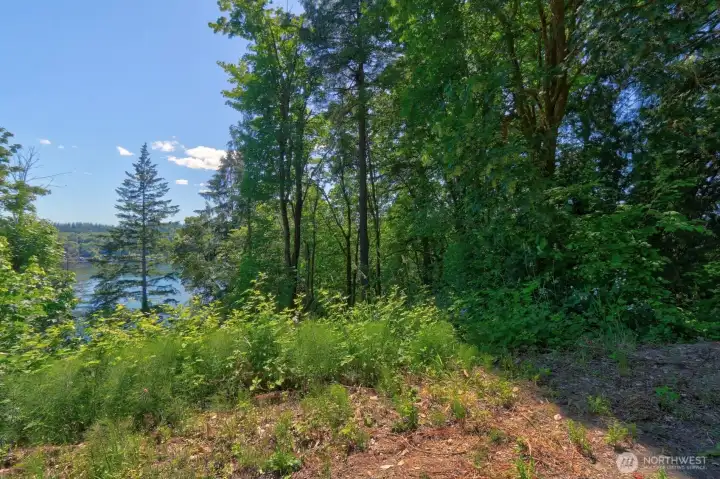 Wooded lot view from Bridger Lane — a blank canvas ready for your vision.