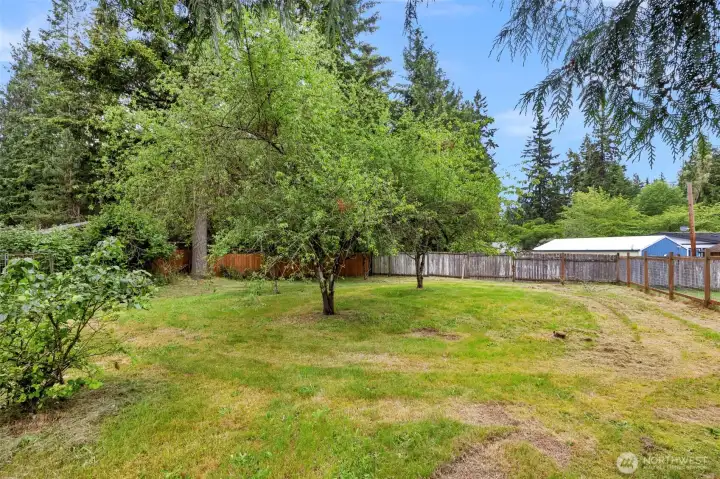 Mature fruit trees