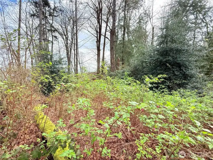 Bluff lot with gorgeous water views of boat traffic from Everett, whale watching & the mountain views are of snow capped Mt Baker & the Cascade Mtn Range.