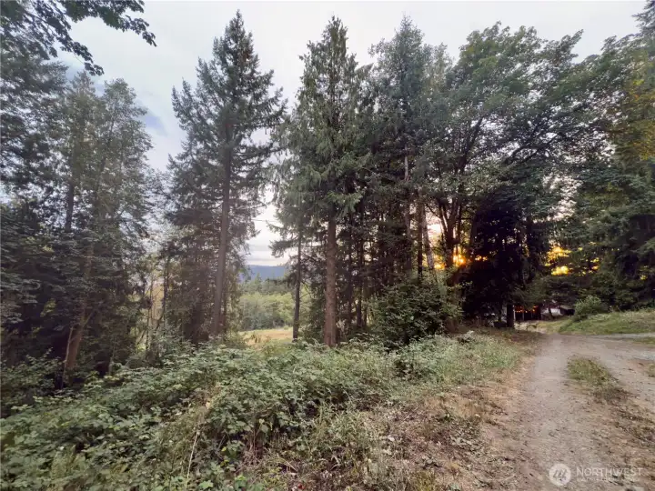 View of 5+ acres with the sunset peeking through the trees