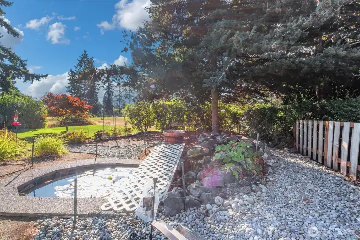 Relax watching the Gold Fish  swim buy in the lilly pads