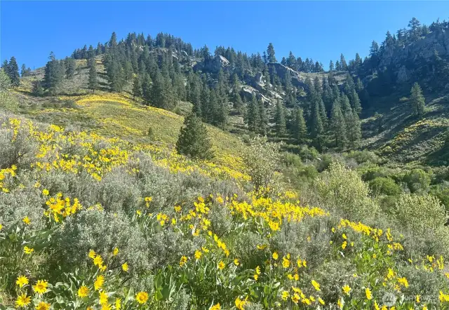 Balsam roots in the spring
