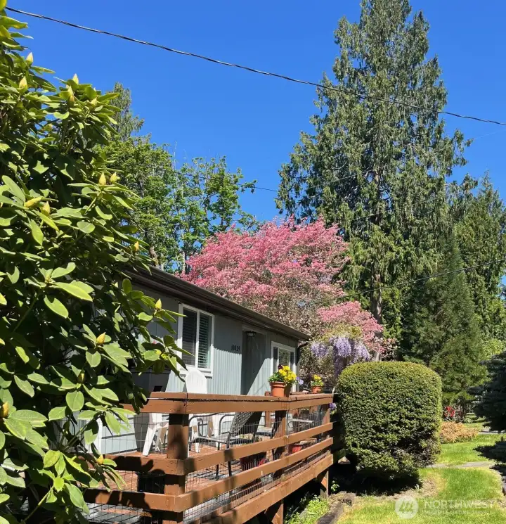 Lovely deck on East side of home