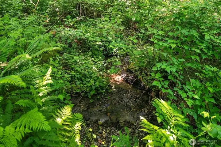 Creek on the Property Surrounded by Lush Forrest