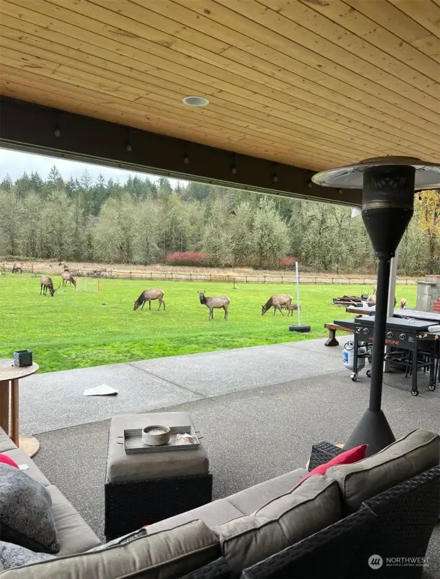 Cool when the Elk visit!!