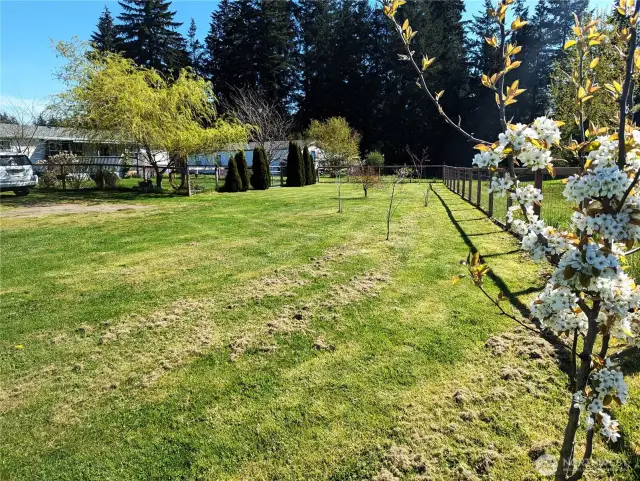 Flowering & fruit trees