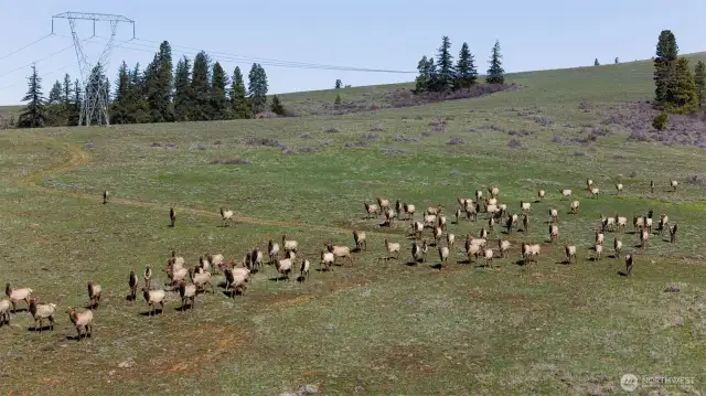 Elk herd