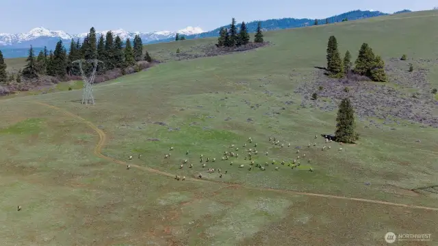 Mountain views and the elk.