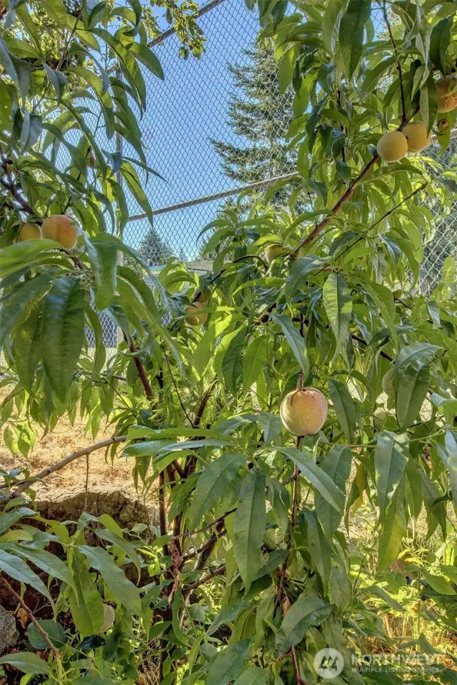 Peaches will be ripe soon!