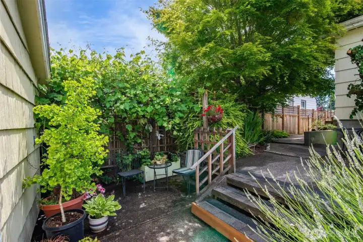 Cozy sitting space just below a lovely grape vine