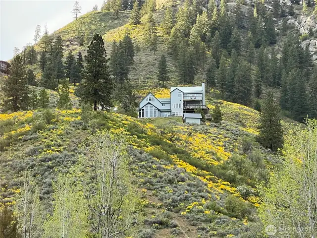 Wild Flowers in bloom!