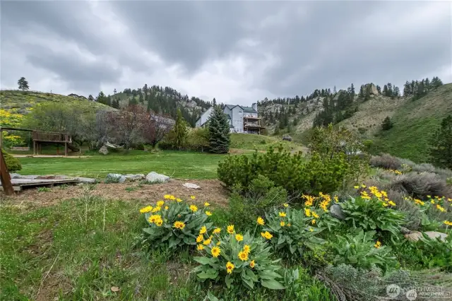 Looking from play ground NW to house and Spring sunflowers