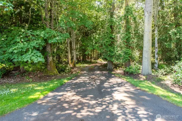 Very large, healthy forest with a good mix of local trees and vegetation!