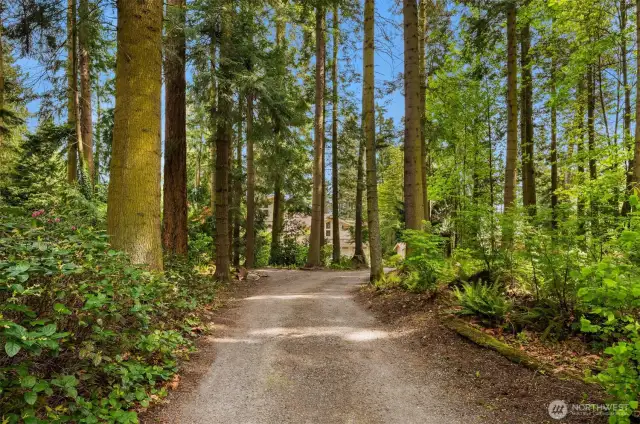 A tree-lined meandering driveway is stunning.
