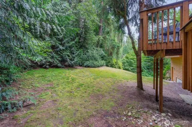 Back yard