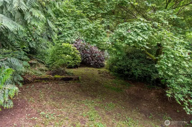 Back yard