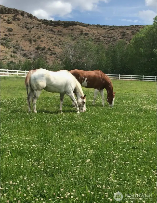 Lush, irrigated pastures for grazing all summer