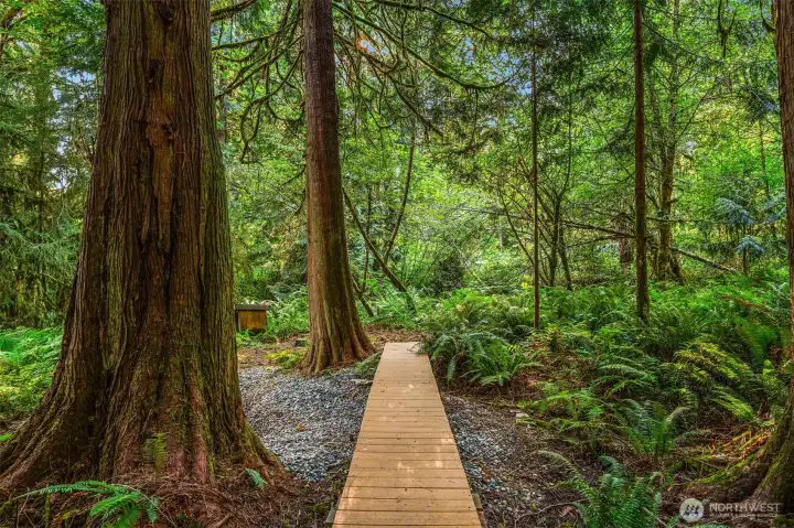 Lets take a walk in the woods!