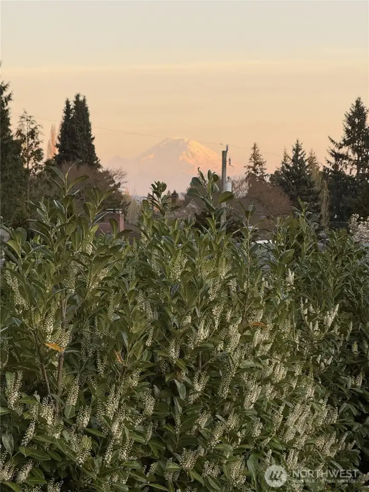 View of the spectacular Mt Rainier from the upper level.