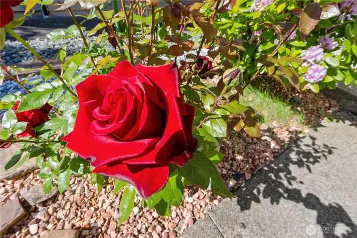 It looks like velvet and smells amazing