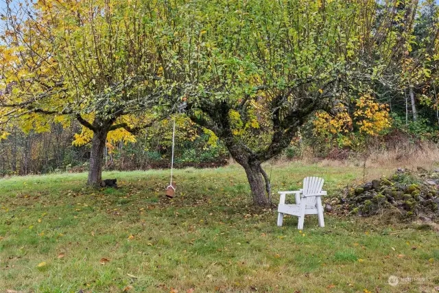 Mature Fruit Trees