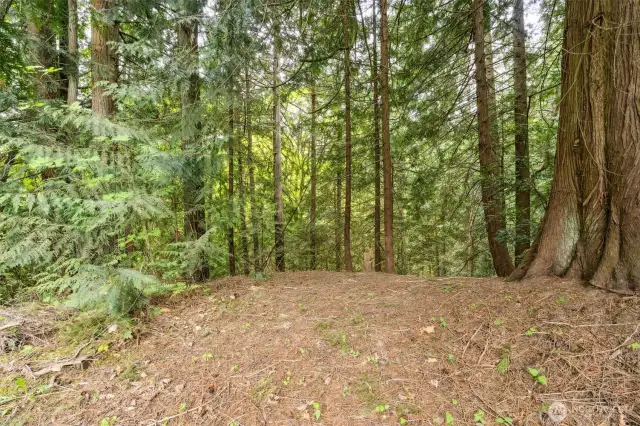 Walk your own private trail through the woods!