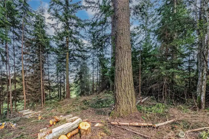 From 2022 when trees and bushes were cleared.