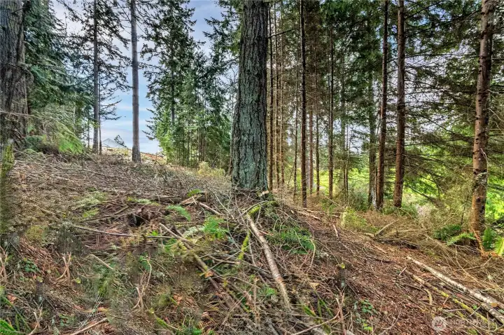 From 2022 when trees and bushes were cleared.