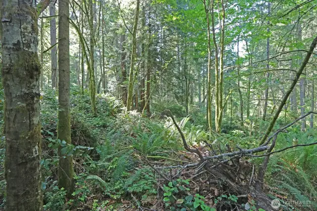Over 12 flat acres ready for your dream home, septic, and well. The perfect blank canvas on Vashon!