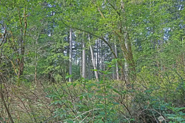 Wander through fern-lined trails and feel the tranquility of your future homestead.