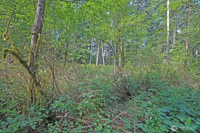 Sunlight filters through towering trees, illuminating a carpet of ferns—your own enchanted forest awaits on Vashon