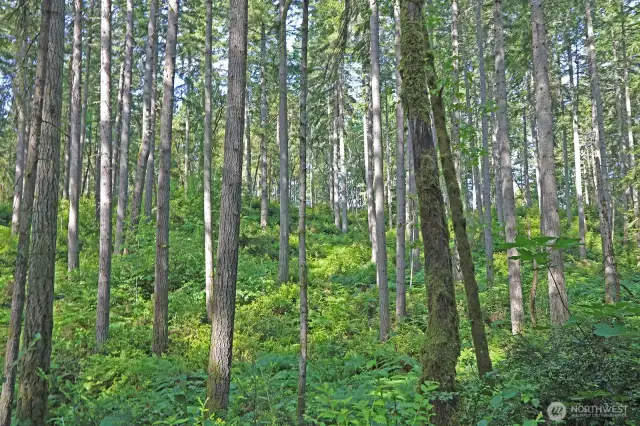Own a piece of Pacific Northwest magic with excellent septic feasibility and proven well sites nearby.