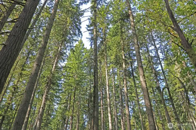 This property offers the perfect balance of seclusion and open space—ideal for your forever home in the trees