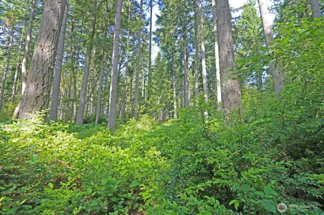 Rare Vashon Opportunity!