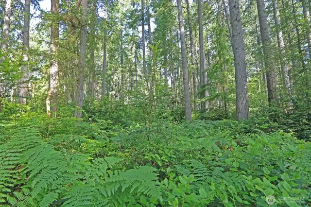 Your Private Sanctuary Awaits 15 acres of untouched forest land on coveted Old Mill Road