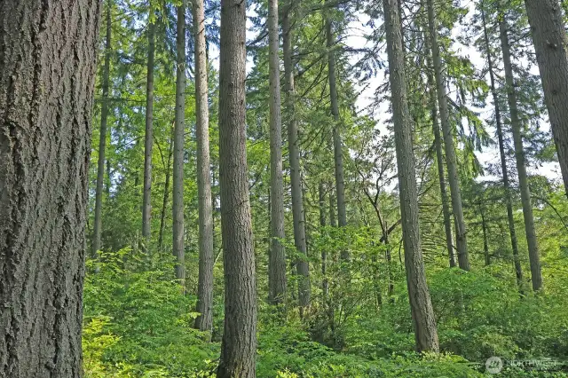 The trees are on this lot are amazing.