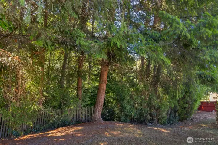 Looking West towards the .59 acre wooded lot...